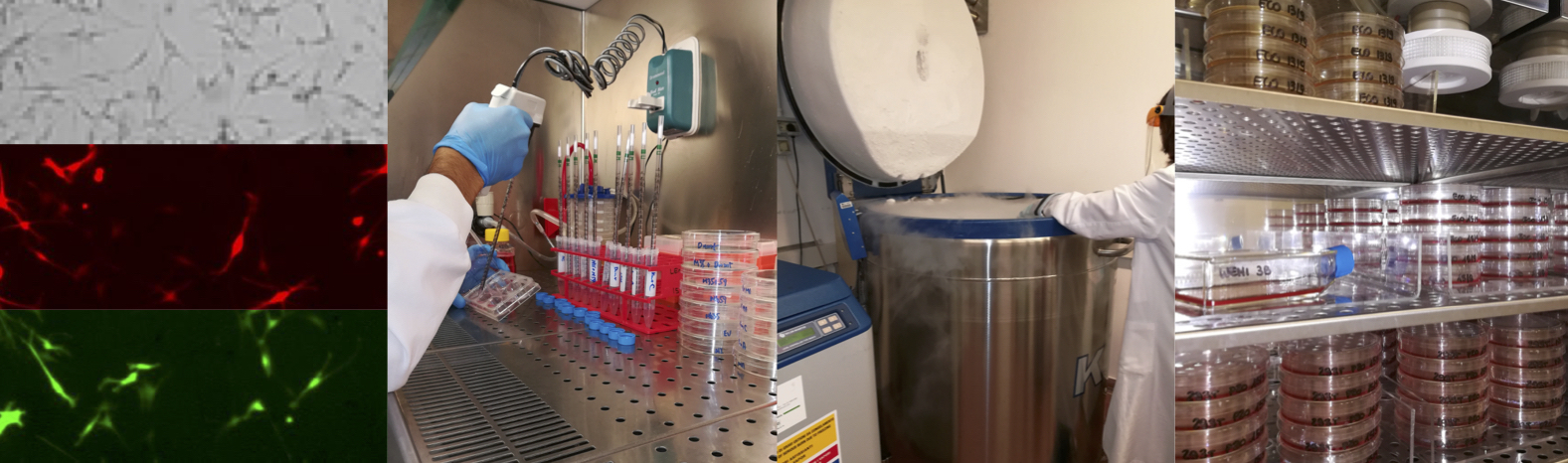 Cell Culture Unit (CCU) 